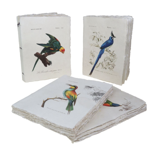 Carnet parchemin Oiseaux